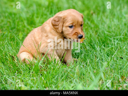Golden Retriever Welpe, vier Wochen alt, Duncan, British Columbia, Kanada Stockfoto