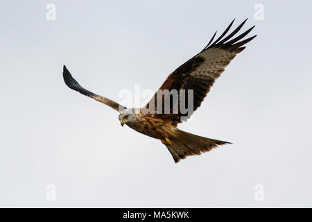 Rotmilan (Milvus milvus), im Flug, Kastilien und Leon, Spanien. Stockfoto
