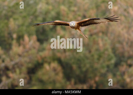 Rotmilan (Milvus milvus), im Flug, Kastilien und Leon, Spanien. Stockfoto