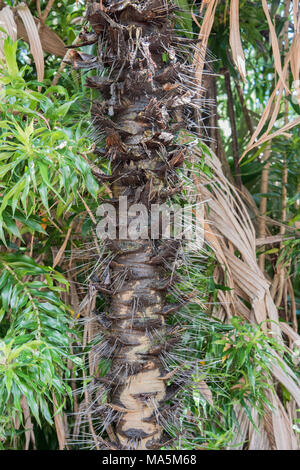 Nahaufnahme von dornigen Stacheln am tropischen Baum im Regenwald in Darwin, Australien Stockfoto