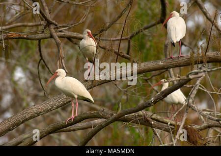 White Ibis (Eudocimus albus) Rastplätze in Baum, Arthur R Marshall Wildlife Reserve, Loxahatchee, Florida. Stockfoto