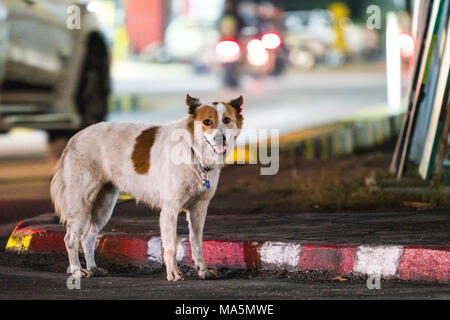 Ein streunender Hund auf der Suche nach Nahrung lange die Straßen Stockfoto