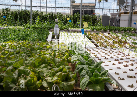 Hydroponic Landwirtschaft. Gewächshaus Anbau Kopfsalat, Gurken, Paprika. Dyersville, Iowa, USA. Stockfoto