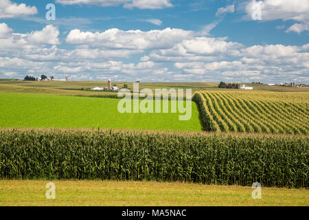 Iowa Farmen, in der Nähe von Worthington, Iowa. Cornfields im Vordergrund. Stockfoto