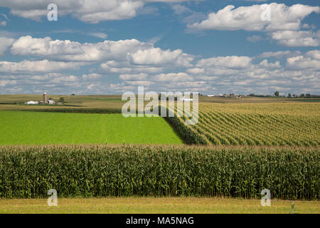 Iowa Farmen, in der Nähe von Worthington, Iowa. Cornfields im Vordergrund, Sommer Cumulus Clouds Overhead. Stockfoto