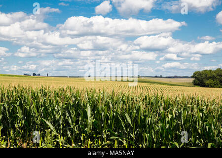 Iowa Cornfield, in der Nähe von Worthington, Iowa. Bauernhöfe in Abstand. Sommer Cumulus Clouds Overhead. Stockfoto