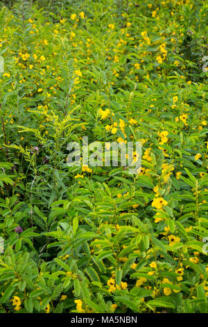 Ein Conservation Reserve Erhaltung einheimischer Arten: Partridge Pea. Manchester, Iowa. Stockfoto