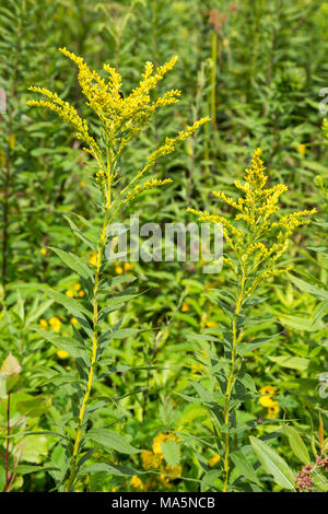 Ein Conservation Reserve Erhaltung einheimischer Arten: goldrute. Manchester, Iowa. Stockfoto
