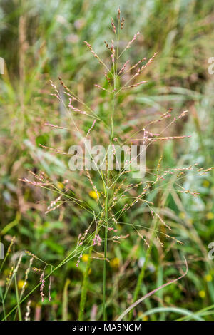 Ein Conservation Reserve Erhaltung einheimischer Arten: rutenhirse. Manchester, Iowa. Stockfoto