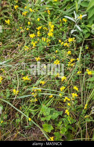 Ein Conservation Reserve Erhaltung einheimischer Arten: Aubergine treefoil. Manchester, Iowa. Stockfoto