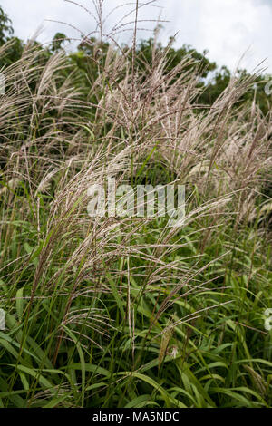 Ein Conservation Reserve Erhaltung einheimischer Arten: rutenhirse. Manchester, Iowa. Stockfoto