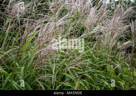 Ein Conservation Reserve Erhaltung einheimischer Arten: rutenhirse. Manchester, Iowa. Stockfoto