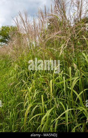 Ein Conservation Reserve Erhaltung einheimischer Arten: rutenhirse. Manchester, Iowa. Stockfoto