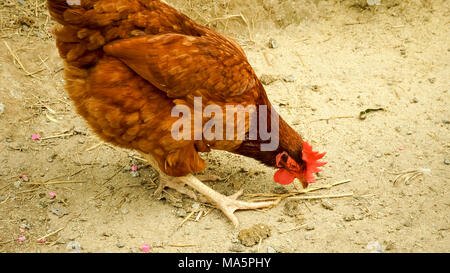 Hühner auf traditionellen freie Strecke Geflügelfarm Stockfoto