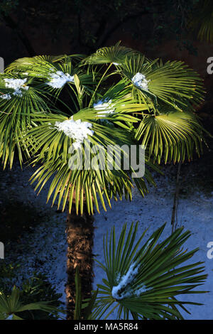 Palm Tree mit Schnee im Winter, Europäische Zwergpalme, Chamaerops humilis Stockfoto