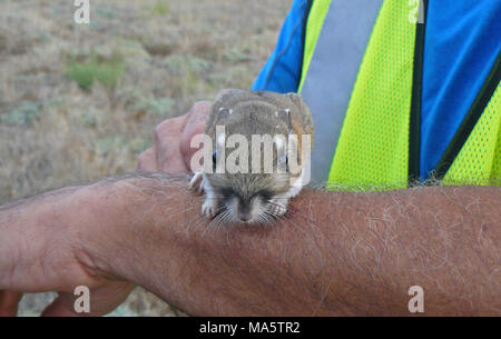 Stephens' Kangaroo Ratte ist ein bundesweit gefährdeten Arten. Trotz seines Namens, der Stephen Känguru Ratte im Pocket Mouse Familie. Sie sind beheimatet in Südkalifornien. Stockfoto