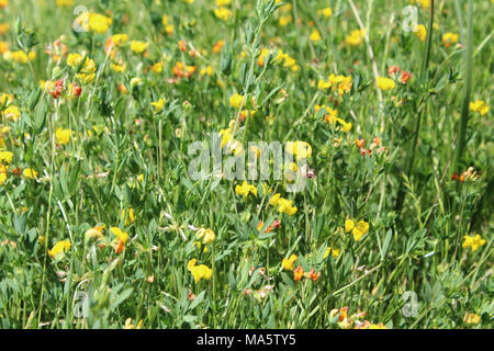 Triphysaria eriantha in Vernal pool. Butter und Eiern (Triphysaria eriantha) Wildblumen in Vernal pool in Sacramento National Wildlife Refuge gefunden. Stockfoto