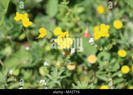 Triphysaria eriantha. Butter und Eiern (Triphysaria eriantha) Wildblumen in einem Frühlingshaften Pool in Sacramento National Wildlife Refuge gefunden Stockfoto