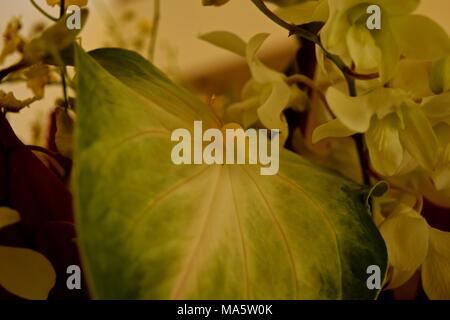 Schönen grünen Anthurium ist der Brennpunkt dieses Blumenarrangement. Stockfoto