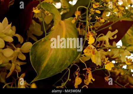 Schönen grünen Anthurium ist der Brennpunkt dieses Blumenarrangement. Stockfoto