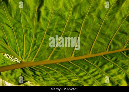 Riesige dekorative Blätter, die eine tropische Gefühl zu einem Garten. Stockfoto