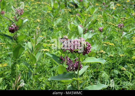 Monarch Butterfly auf gemeinsame Milkweed. Dieser monarch butterfly besuchte viele gemeinsame milkweed Pflanzen in einer Gegend voll von ihnen! Stockfoto