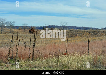 Sand Prairie. Sand Wiese Lebensraum. Stockfoto