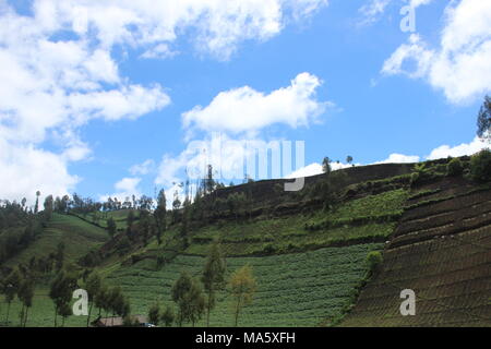 Am Morgen herrscht im Bromo Tengger Semeru National Park Lumajang, Ost-Java, Indonesien eine Atmosphäre von Ranu Pani und Ranu Gummolo Stockfoto