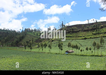 Am Morgen herrscht im Bromo Tengger Semeru National Park Lumajang, Ost-Java, Indonesien eine Atmosphäre von Ranu Pani und Ranu Gummolo Stockfoto