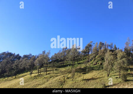 Am Morgen herrscht im Bromo Tengger Semeru National Park Lumajang, Ost-Java, Indonesien eine Atmosphäre von Ranu Pani und Ranu Gummolo Stockfoto