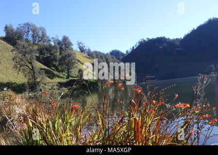 Am Morgen herrscht im Bromo Tengger Semeru National Park Lumajang, Ost-Java, Indonesien eine Atmosphäre von Ranu Pani und Ranu Gummolo Stockfoto