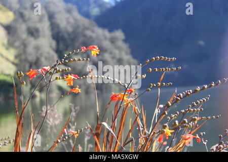 Am Morgen herrscht im Bromo Tengger Semeru National Park Lumajang, Ost-Java, Indonesien eine Atmosphäre von Ranu Pani und Ranu Gummolo Stockfoto