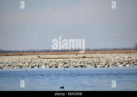 Schnee Gänse auf Löss Bluffs National Wildlife Refuge. Es ist prime time Schnee Gänse anzeigen auf Löss Bluffs National Wildlife Refuge! Durch die Hütte irgendwann in den nächsten paar Wochen die erstaunliche Zahl von Schnee Gänse zu sehen. Stockfoto