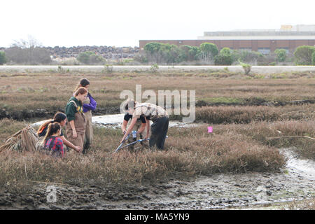 Indem ein Nest. FWS Biologe Lara Drizd hilft ein Team von Pfadfinderinnen Position bei Handgefertigten leichtfüßig 1880 rail Nest in den Lagunen an der Marine Base Point Mugu. Stockfoto