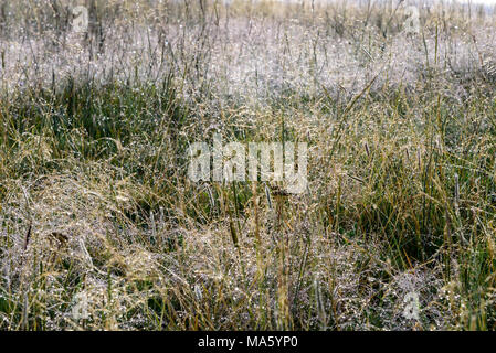 Grüne Gras Feld mit Tau. Nahaufnahme von Gras. Stockfoto