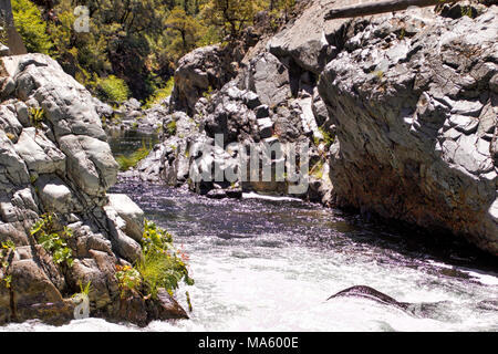 Untere Deer Creek Falls Fisch Passage Projekt. Stockfoto