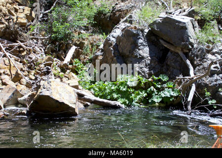 Untere Deer Creek Falls Fisch Passage Projekt. Stockfoto