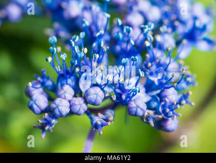 Eine Makroaufnahme einer blauen lacecap Hortensie Bush Blüten. Stockfoto