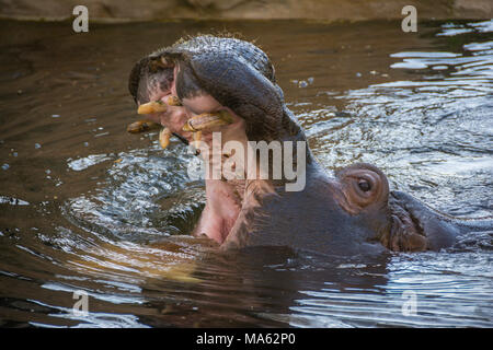 Aggressive Nilpferd, oder Hippopotamus amphibius, mit offenen Berg in Wasser. Stockfoto