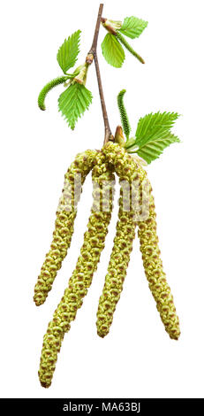 Frühling birke Knospen auf einem weißen Hintergrund. Frühling Hintergrund. Stockfoto