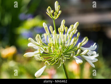 Eine Makroaufnahme der Blütenknospen eines weißen Agapanthus. Stockfoto