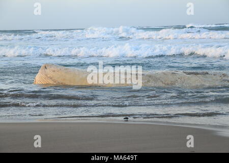 Wal auf dem Platamona Strand - Sassari Sardinien gestrandeten Norh Stockfoto