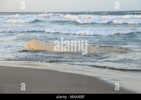 Wal auf dem Platamona Strand - Sassari Sardinien gestrandeten Norh Stockfoto