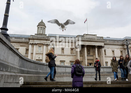 Eine große Möwe nimmt - sich vor der National Gallery am Trafalgar Square, am 29. März in London, England 2018. Stockfoto