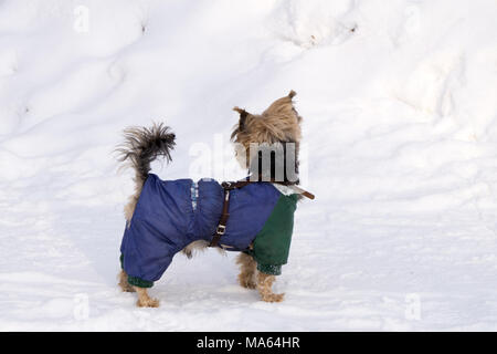 Chihuahua 2 Jahre alt und trägt einen blauen Hoodie, isoliert auf weißem Stockfoto