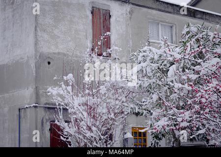 Isolierte Holz- Fenster und einen verschneiten Anlage (Pesaro, Italien) Stockfoto