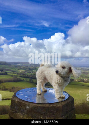 Bichon Frise stehend auf einem Obelisken in Gloucestershire vor dem Hintergrund der englischen Landschaft mit Blick auf den Fluss Severn und Wales mit Blue S Stockfoto