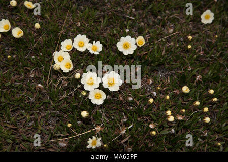 Weiß Dryaden Blüte in Longyearbyen auf Spitzbergen, eine Inselgruppe im Arktischen Ozean. Stockfoto