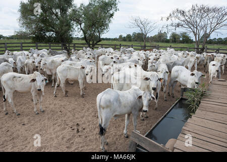 Nelore Vieh corralled auf einer Ranch in South Pantanal, Brasilien Stockfoto