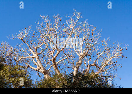 Baobab Baum in den Früchten in der Nähe von Morondava, Ost Madagaskar Stockfoto